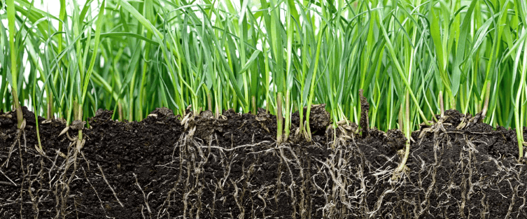 Grass Root